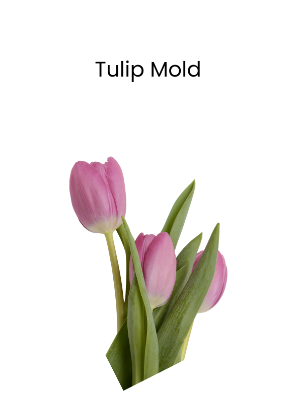 Tulip Mold